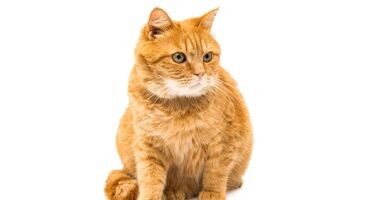 Toksoplazmozą możemy zarazić się nie tylko od kota