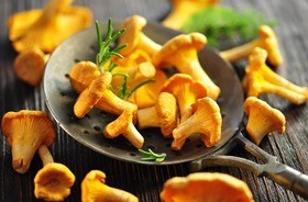 Kurki (pieprznik jadalny) – co to za grzyby? Właściwości i wartości odżywcze kurek. Zdrowe przepisy z kurkami