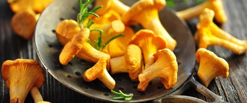Kurki (pieprznik jadalny) – co to za grzyby? Właściwości i wartości odżywcze kurek. Zdrowe przepisy z kurkami