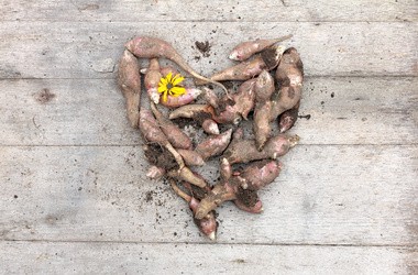 Inulina – właściwości i zastosowanie. Preparaty z inuliną – na odchudzanie oraz florę jelitową