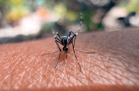 komar siedzący na skórze, denga, gorączka denga, objawy dengi, jak zapobiegać dendze, co to denga