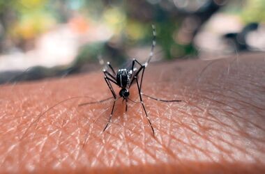 komar siedzący na skórze, denga, gorączka denga, objawy dengi, jak zapobiegać dendze, co to denga