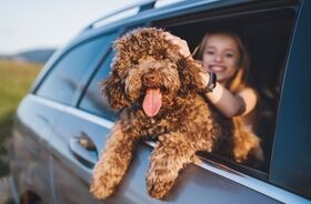 wyjazd z pupilem, wyjazd z psem, wakacje z psem, co zabrać w podróż z psem