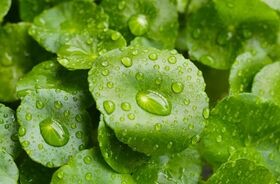 Wąkrota azjatycka, gotu kola, cica, wąkrotka azjatycka.