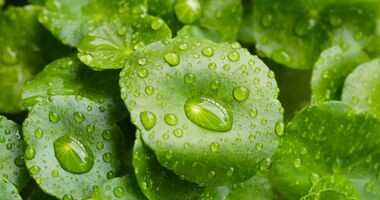 Wąkrota azjatycka, gotu kola, cica, wąkrotka azjatycka.