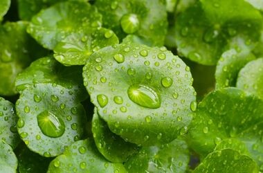 Wąkrota azjatycka, gotu kola, cica, wąkrotka azjatycka.