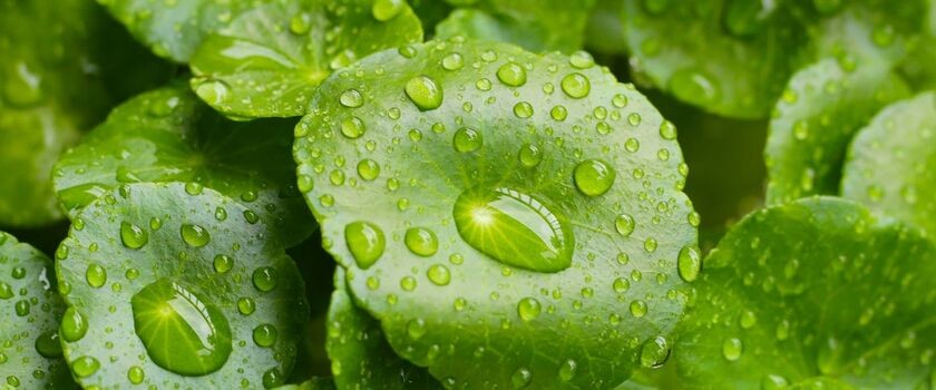 Wąkrota azjatycka, gotu kola, cica, wąkrotka azjatycka.