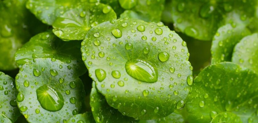 Wąkrota azjatycka, gotu kola, cica, wąkrotka azjatycka.