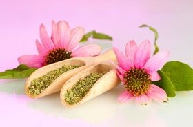 echinacea purpurea, jeżówka purpurowa, produkty na odporność