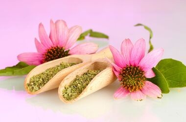 echinacea purpurea, jeżówka purpurowa, produkty na odporność