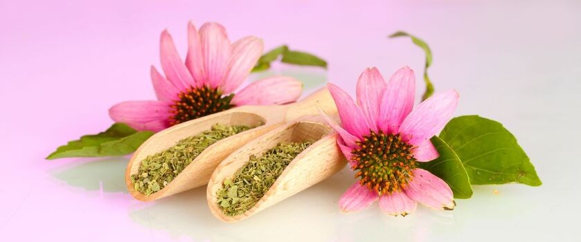 echinacea purpurea, jeżówka purpurowa, produkty na odporność