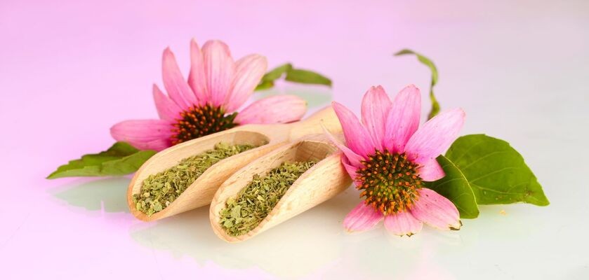 echinacea purpurea, jeżówka purpurowa, produkty na odporność