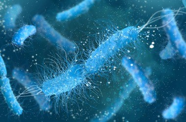 Escherichia coli (pałeczka okrężnicy) – co to za bakteria?