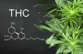 THC a zdrowie – dlaczego tetrahydrokannabinol jest niebezpieczny?
