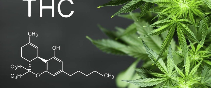 THC a zdrowie – dlaczego tetrahydrokannabinol jest niebezpieczny?