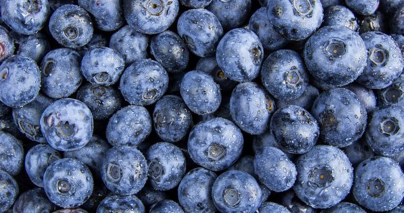 borówki, źródło antocyjanów, antocyjany, czym są antocyjany, źródła antocyjanów, antocyjany w diecie