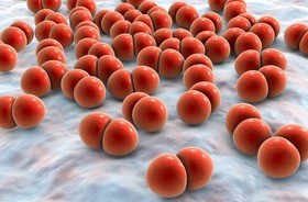 Pneumokoki – czym są i jakie choroby wywołują? Jak chronić się przed pneumokokami?
