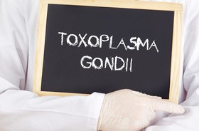 Tabliczka z napisem Toxoplasma gondii