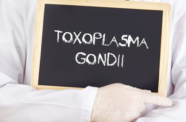 Tabliczka z napisem Toxoplasma gondii