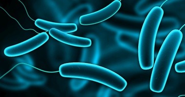 E. coli -  uchroń się przed zakażeniem pałeczką okrężnicy
