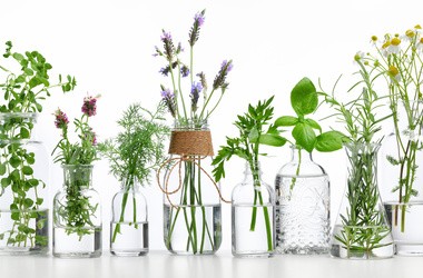 Rośliny stosowane w stanach zapalnych przewodu pokarmowego