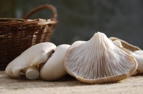 Boczniaki – charakterystyka, właściwości, zdrowe przepisy