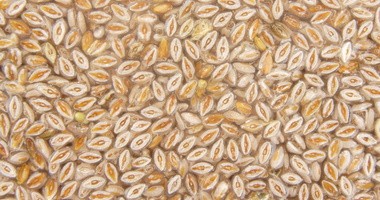 Babka jajowata – właściwości i zastosowanie nasion i łuski babki jajowatej