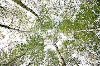 Brzozy rosnące w lesie