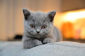 mały kot, FIP u kota, zakaźne zapalenie otrzewnej u kota
