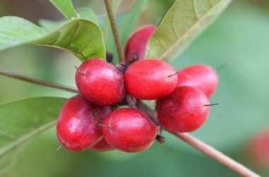 Mirakulina – co to za substancja? Właściwości, zastosowanie, skutki uboczne