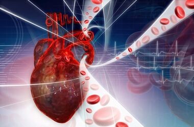 Anatomia serca i układu krwionośnego