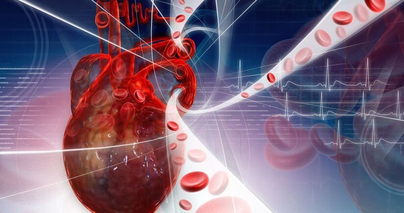 Anatomia serca i układu krwionośnego