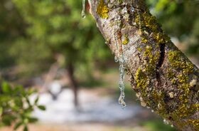 Guma mastyksowa, żywica mastyksowa na drzewie pistacji kleistej, mastika, mastyks