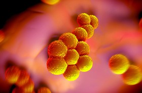 Gronkowiec złocisty (Staphylococcus aureus) – objawy i leczenie zakażenia gronkowcem