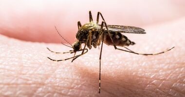 malaria, ugryzienie komara, komary przenoszą malarię