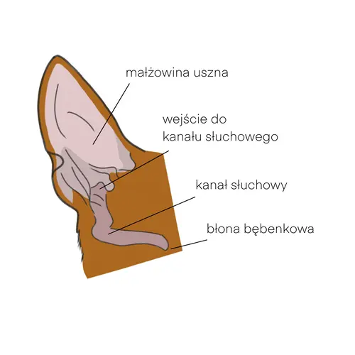 budowa ucha psa lub kota