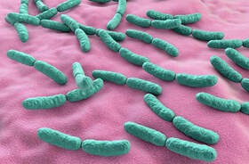 Bakterie jelitowe i ich rola w odbudowie odporności