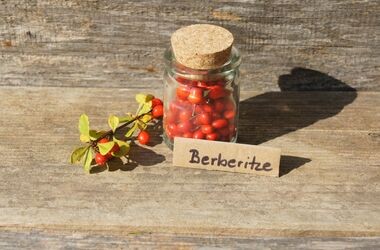 Berberys – "polska cytryna" – właściwości lecznice i zastosowanie