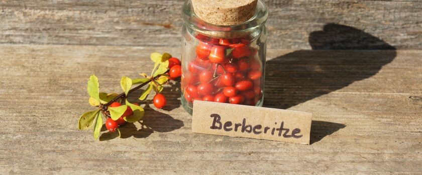 Berberys – "polska cytryna" – właściwości lecznice i zastosowanie