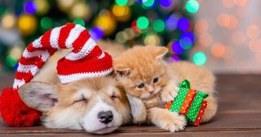 prezetn dla pupila, prezent dla psa, prezent dla kota, dla psa i kota pod choinkę, pies i kot od choinką