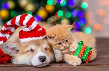 prezetn dla pupila, prezent dla psa, prezent dla kota, dla psa i kota pod choinkę, pies i kot od choinką