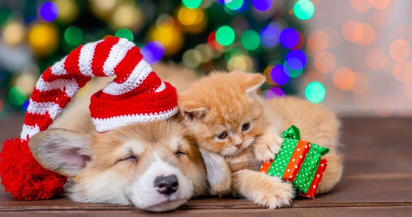 prezetn dla pupila, prezent dla psa, prezent dla kota, dla psa i kota pod choinkę, pies i kot od choinką