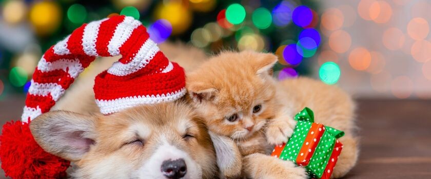 prezetn dla pupila, prezent dla psa, prezent dla kota, dla psa i kota pod choinkę, pies i kot od choinką