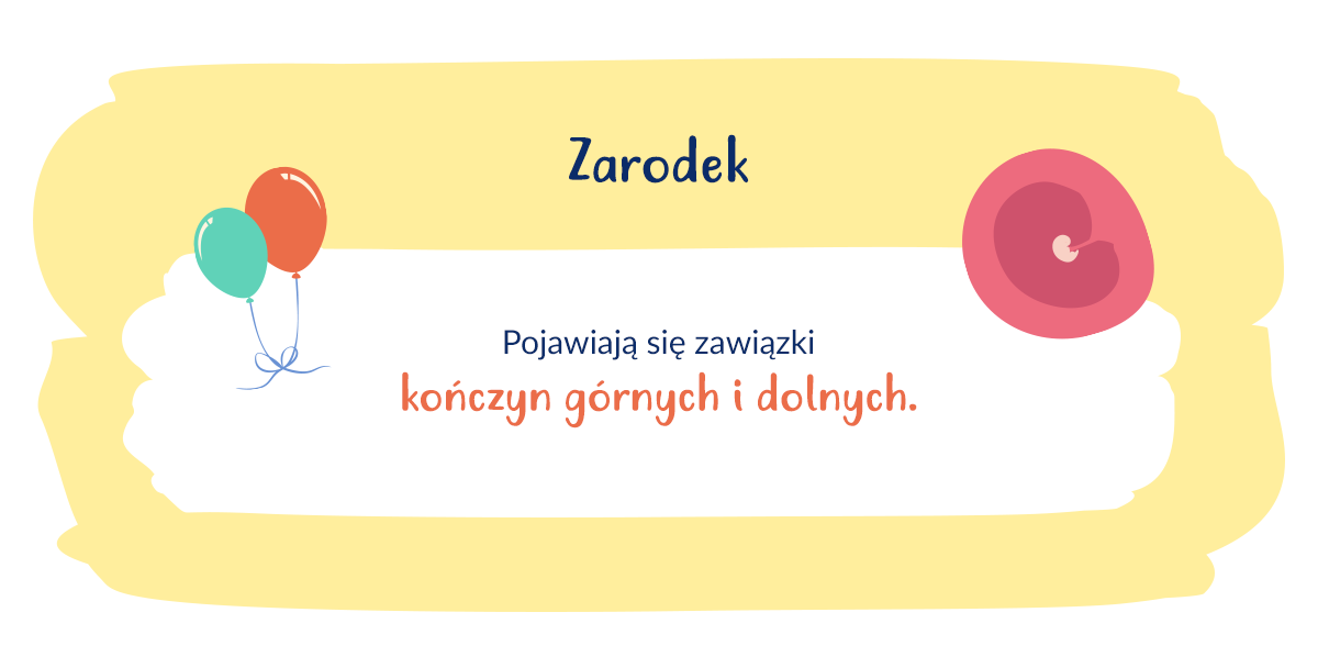 infografika wygląd zarodka w 6. tygodniu ciąży
