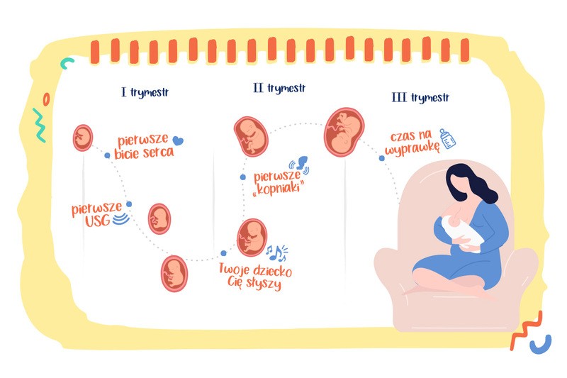 infografika I, II, III trymestr ciąży