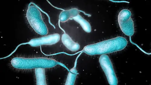 Bakterie Vibrio vulnificus - wizualizacja