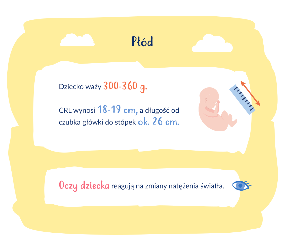 infografika wymiary płodu w 22. tygodniu ciąży