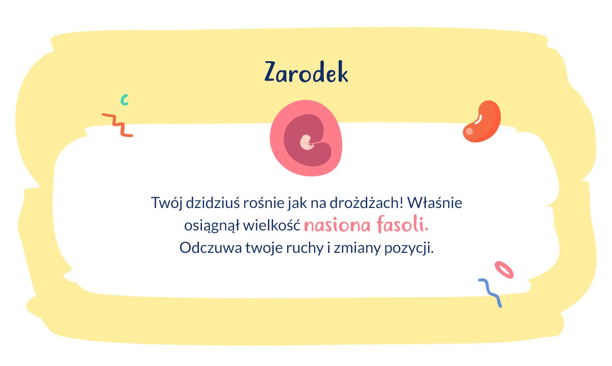 infografika zarodek w 8. tygodniu ciąży