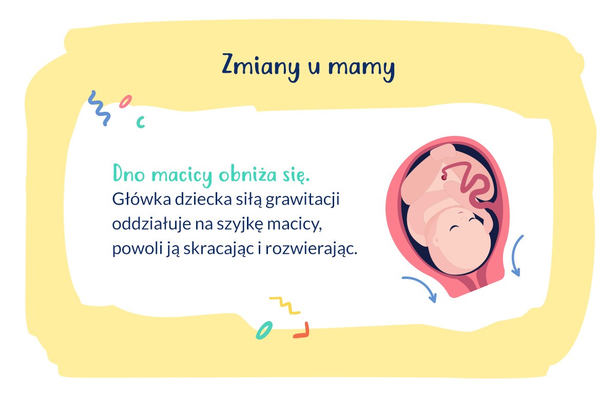 infografika dno macicy w 40. tygodniu ciąży
