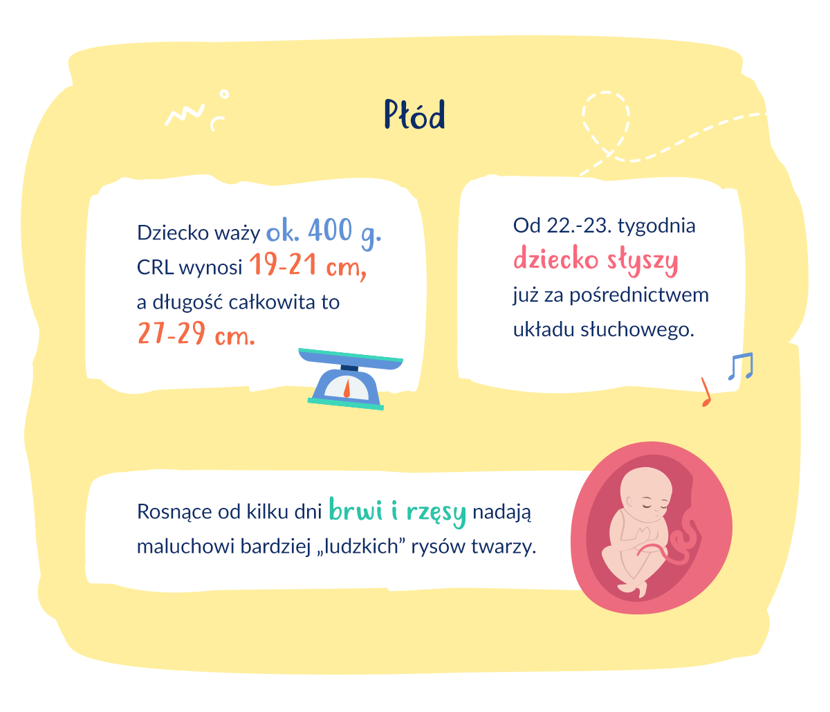 infografika rozwój płodu w 22. tygodniu ciąży